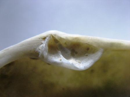 Bivalve che cos''� grazie tantissimo!